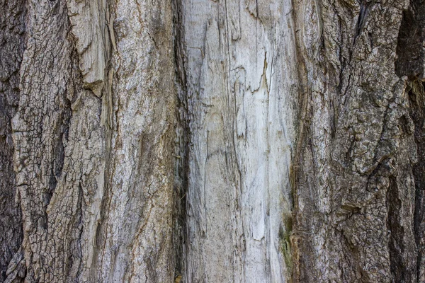 Struttura in legno albero — Foto Stock