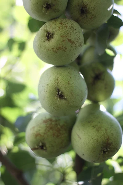 Bir dalda armutlar