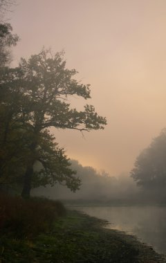örümcek ağları sabah