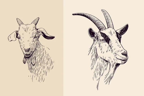 Chèvre ligne art — Image vectorielle