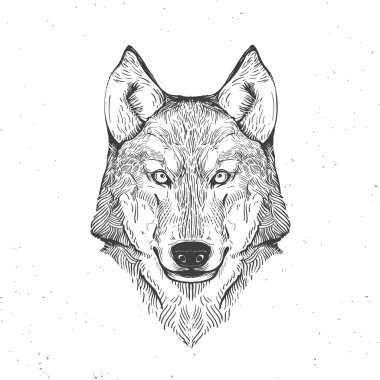 Beyaz kurt kafasına