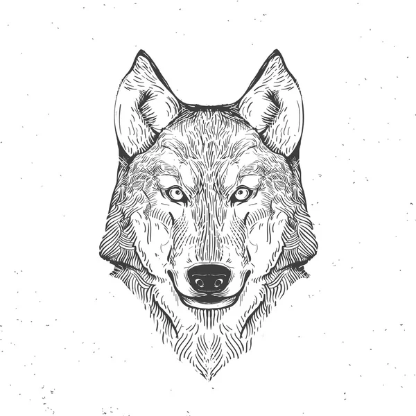 Tête de loup sur blanc — Image vectorielle