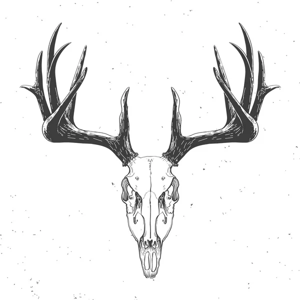 Deer skull on white — Stock Vector