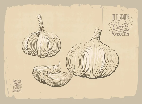 Knoblauch-Illustration — Stockvektor