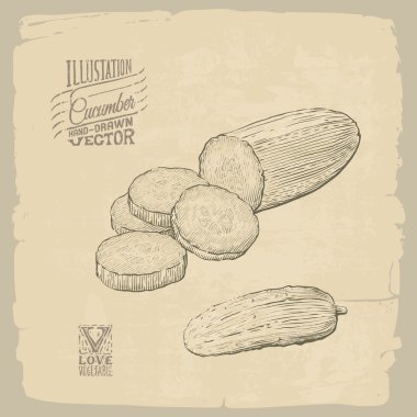 Salatalık illüstrasyon