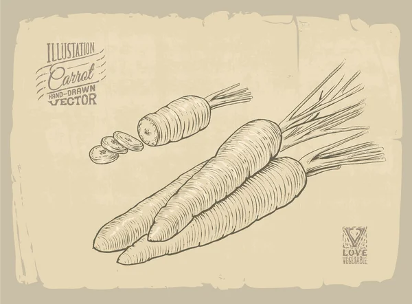 Illustration de carotte — Image vectorielle