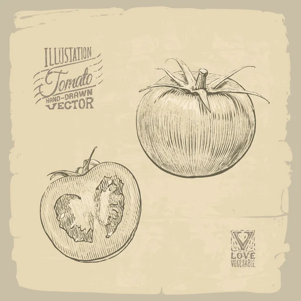 Ilustración de tomate — Vector de stock