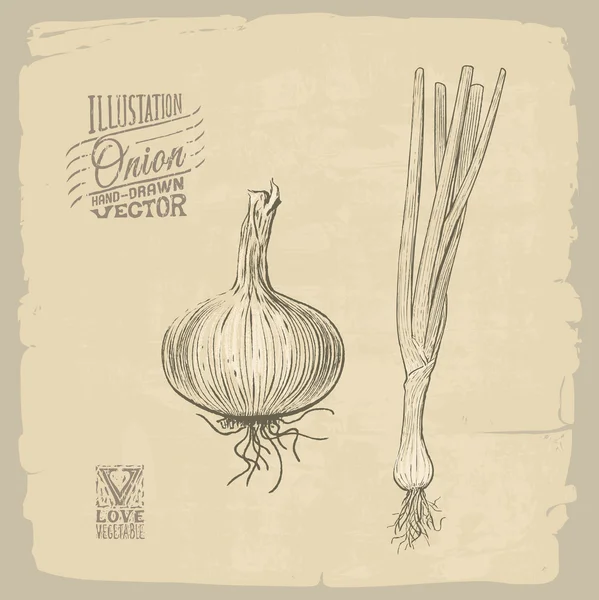 Ilustración de cebolla — Vector de stock