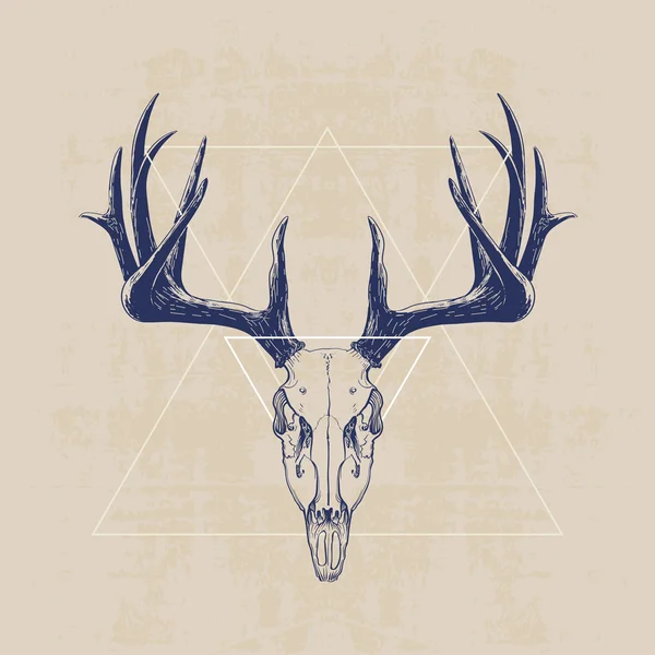 Deer skull — Stock Vector