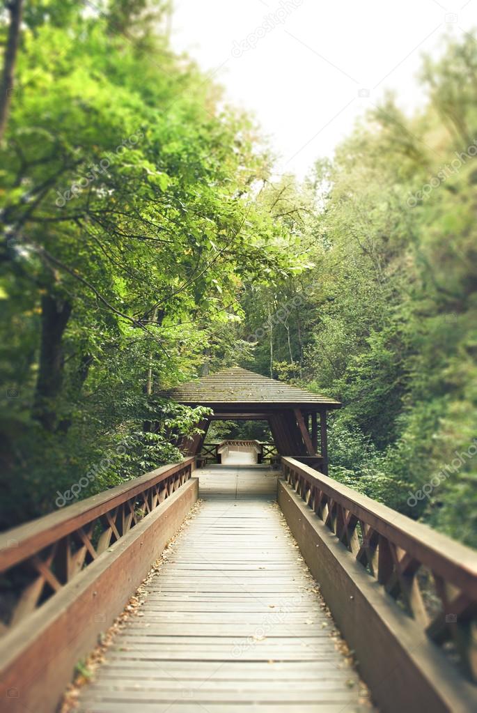 wooden bridge in forest in the end of summer