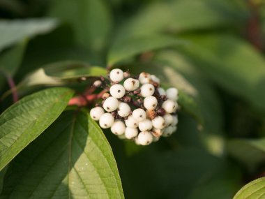 Kardudunu kapat, böğürtlenli bitki
