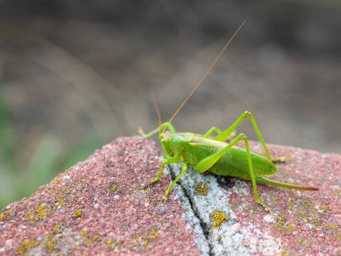 Parlak yeşil çekirge, kapat