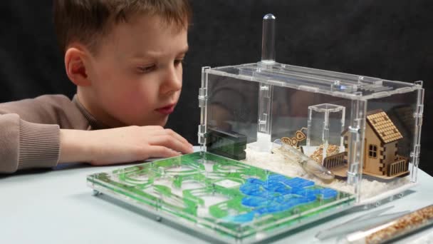 Αγόρι Που Βλέπει Μυρμήγκια Ζουν Φάρμα Μυρμηγκιών Παρατήρηση Συμπεριφοράς Μυρμηγκιών — Αρχείο Βίντεο