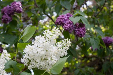 İlkbaharda açan beyaz ve mor leylakların dalları, kapatın.