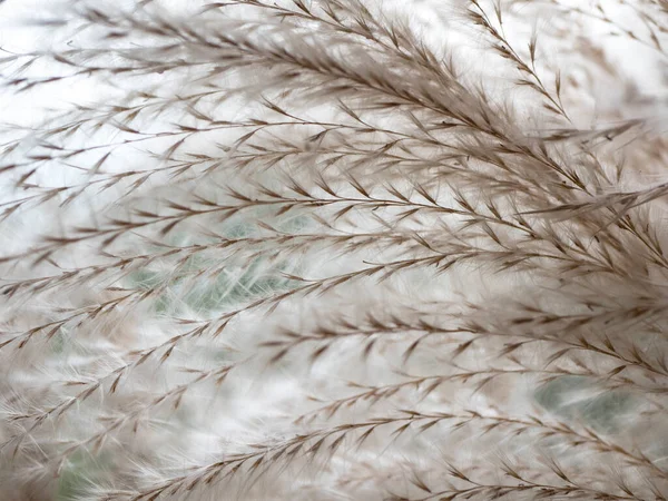 Beyaz tüylü otların tüyleri gibi. Cortaderia 'nın dokusu