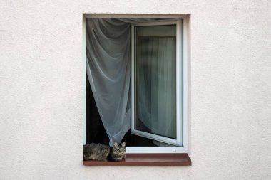 Yeşil gözlü kahverengi kedi pencere pervazında uzanıyor.