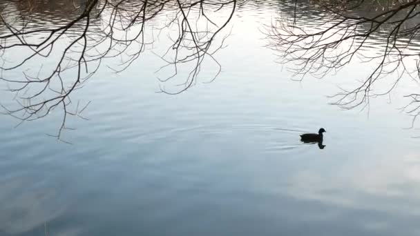 在开阔的水面上游泳 头上有黑色羽毛和白色装饰的水鸟正在掠过水面 野鸟在池塘里飞来飞去 摇着头 — 图库视频影像