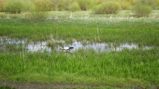 Gewone Witte Ooievaar Loopt Langs Het Water Zoek Naar Voedsel — Stockvideo