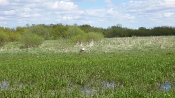 Cicogna Bianca Comune Decolla Vola Atterra Prato Uccello Migratore Natura — Video Stock