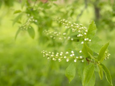 Green leaves and blossom on bokeh background. Spring, nature and ecology concept with copy space