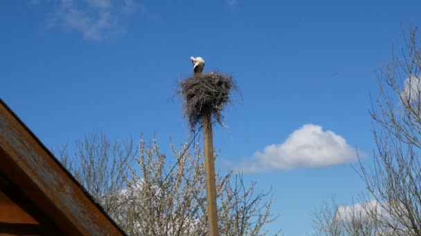 White Stork Nest Preens Feathers Keep Them Good Working Condition — Stock Video