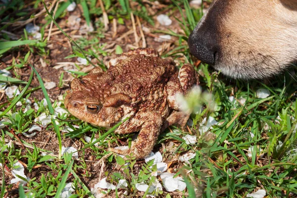Meraklı köpek sıradan bir kurbağayı teftiş ediyor. Köpeğin siyah burnu ve gri-kahverengi siğil kurbağası.