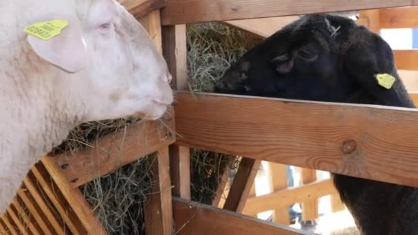 Les Moutons Blancs Noirs Mangent Foin Dans Cage Gros Plan — Video