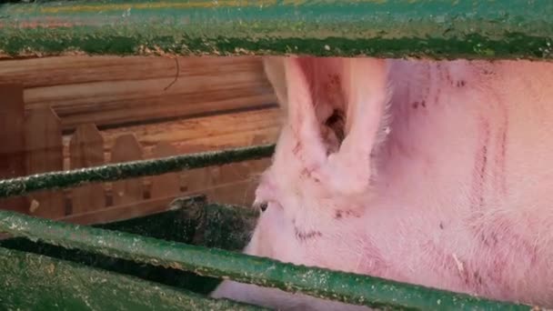 2つの清潔で洗練された家畜の豚の水を飲んでいる 白い豚が閉じます — ストック動画