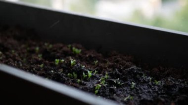 Balcony garden watering. Container garden, close up