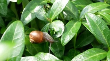 Salyangoz yavaş hareket ediyor ve karınca sulu yapraklar boyunca koşuyor. Böceklerin ve gastropodların yaşamı