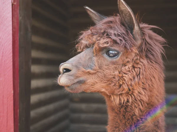 Şirin kahverengi alpaka, büyük anlamlı gözleri ve tüylü kürkü var. Alpaca 'nın yüzü