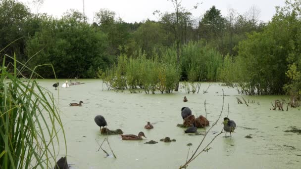 Die Schwanenfamilie Kommt Anmutig Schwimmend Den Ort Dem Sich Viele — Stockvideo