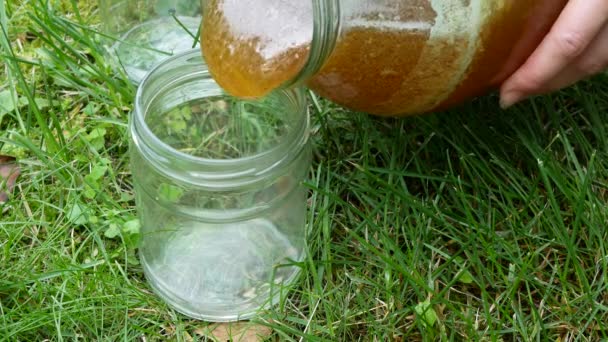 把新鲜的有机蜂蜜倒入玻璃瓶中 人在包装收获的多花蜂蜜 — 图库视频影像