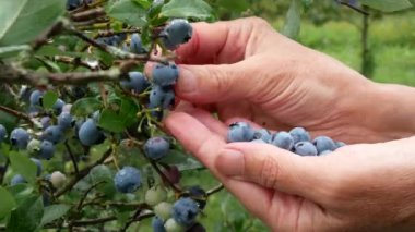 Kadının elleri yağmurdan sonra bahçedeki bitkilerden olgun yabanmersini topluyor. Yabanmersini hasadı. Çiyli dutlar