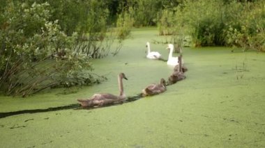 Kuğu ailesi gün batımına doğru gidiyor, seçici bir odaklanma. İki yetişkin kuğu ve dört cygnet birbiri ardına bataklıkta yüzüyor.