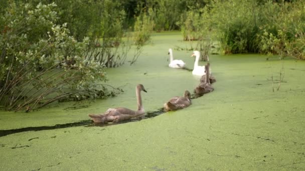 Eine Schwanenfamilie Geht Selektiv Den Sonnenuntergang Zwei Erwachsene Schwäne Und — Stockvideo