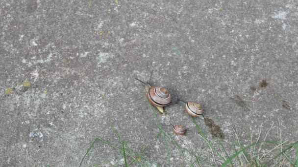 Three Snails Different Size Moving Simultaneously Snails Family Concept Synchronicity — Stock Video