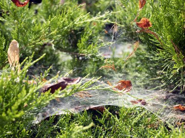 Yeşil çalılıklarda örümcek ağları. Yatay çarşaf ağları bitki örtüsünü kaplar. Sonbahar geliyor, Hint Yazı