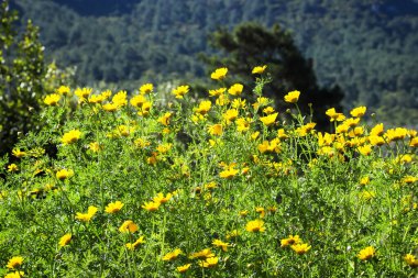 Baharda yeşil çimlerin üzerinde güzel papatyalar