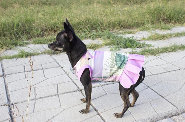 Mini pellizco perro en un vestido — Foto de Stock
