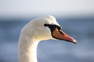 Swans on the sea