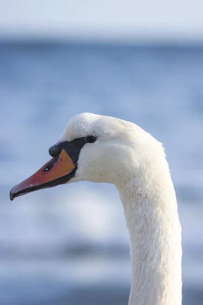 Labutě na moři — Stock fotografie