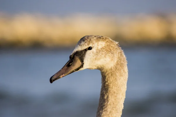 Labutě na moři — Stock fotografie