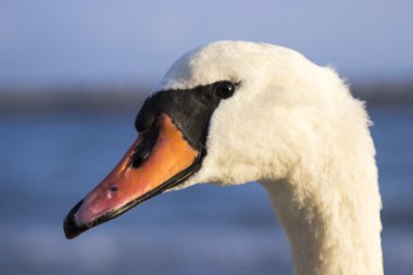 Swans on the sea