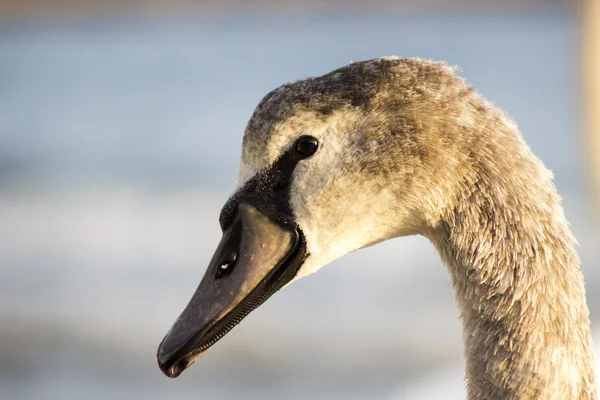 Labutě na moři — Stock fotografie