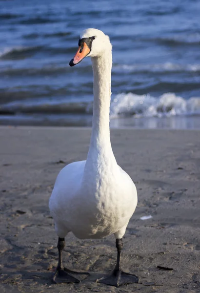 Cygnes sur la mer — Photo