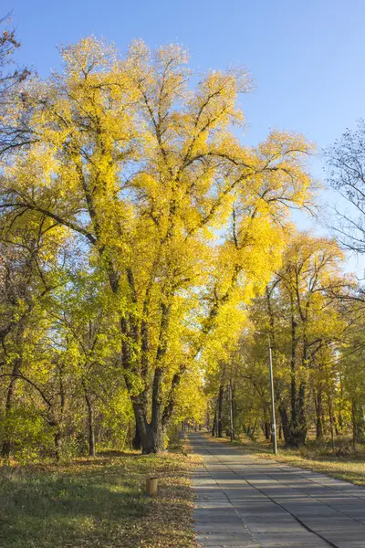 Herfst geel bomen — Stockfoto