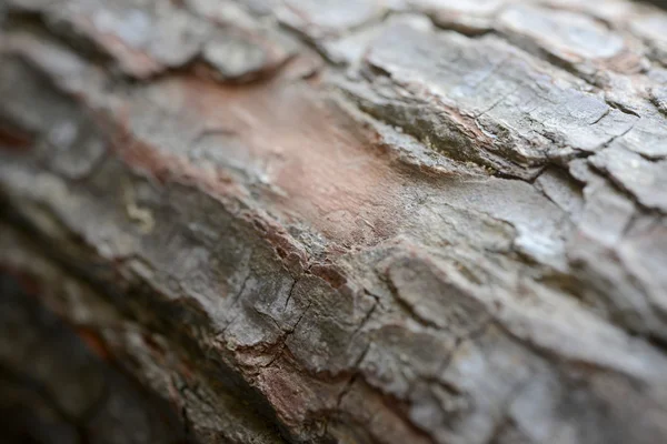 Bark tree doku — Stok fotoğraf