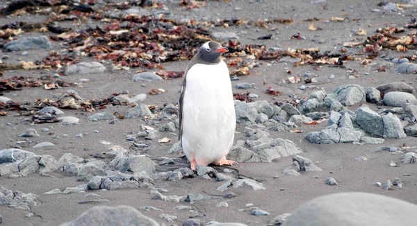 जंगली पेंगुइन समुद्र तट पर आराम कर रहे हैं — स्टॉक फ़ोटो, इमेज