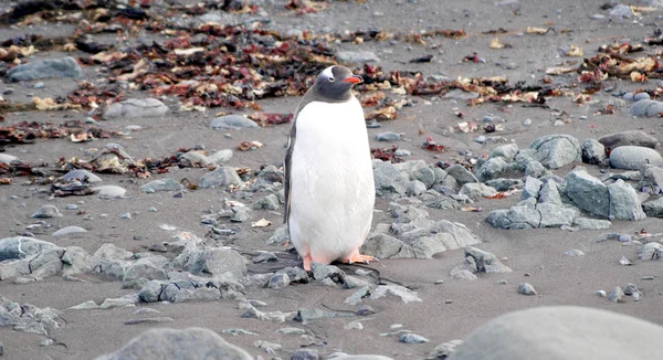 Deniz kıyısında dinlenme çılgın penguenler — Stok fotoğraf